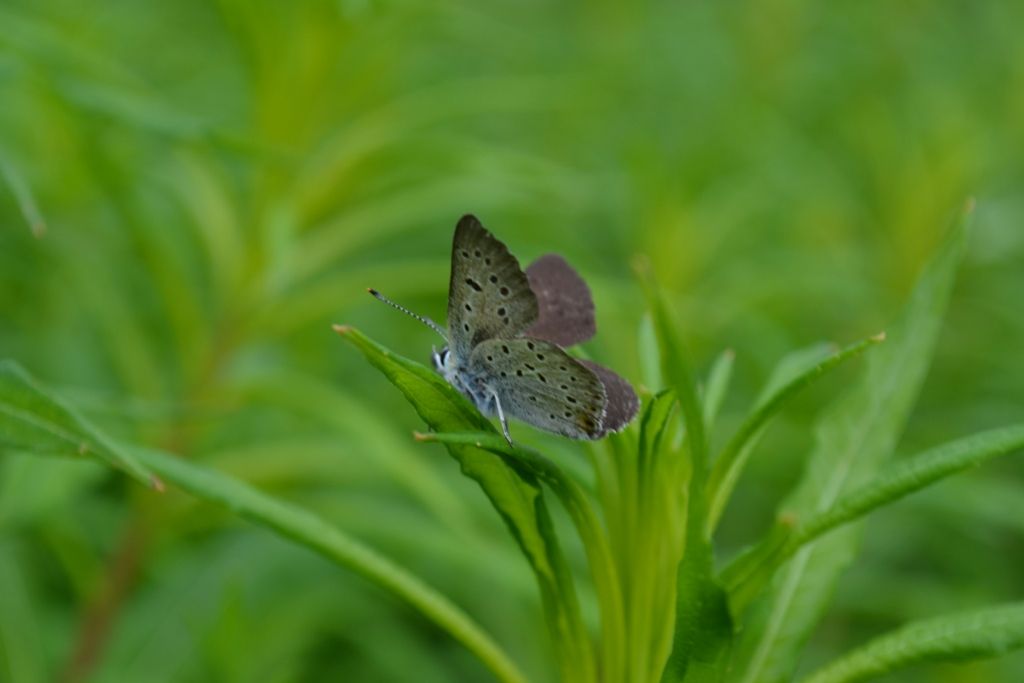 Lycaena subalpina?